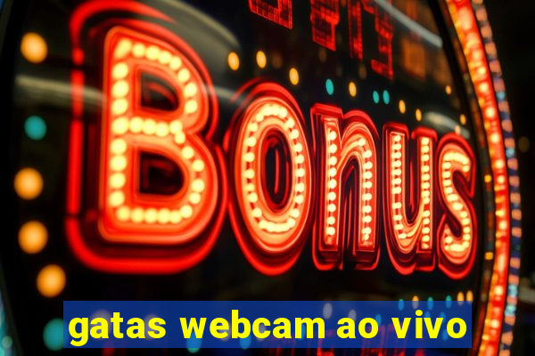 gatas webcam ao vivo