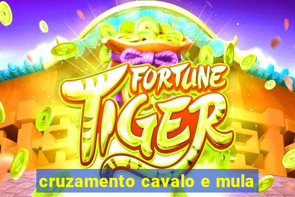 cruzamento cavalo e mula