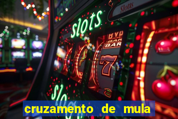 cruzamento de mula com cavalo