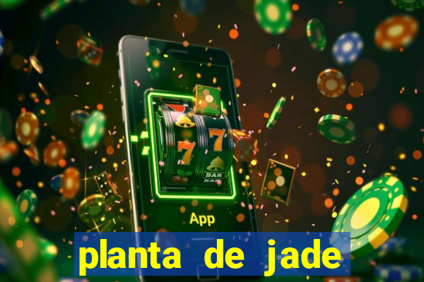 planta de jade significado espiritual